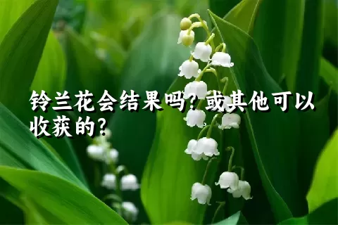 铃兰花会结果吗？或其他可以收获的？