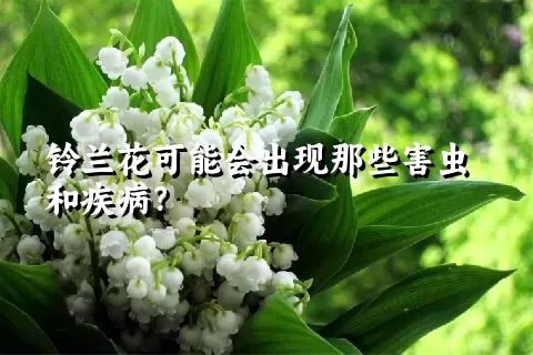 铃兰花可能会出现那些害虫和疾病？