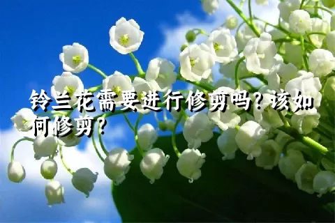 铃兰花需要进行修剪吗？该如何修剪？