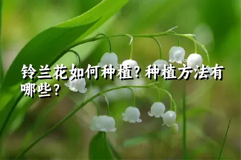 铃兰花如何种植？种植方法有哪些？