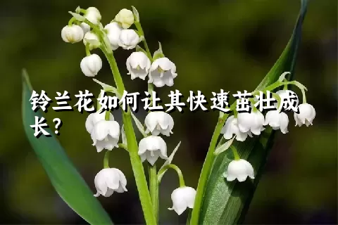 铃兰花如何让其快速茁壮成长？