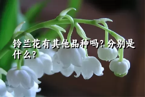 铃兰花有其他品种吗？分别是什么？