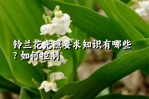 铃兰花光照要求知识有哪些？如何控制