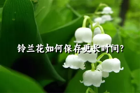 铃兰花如何保存更长时间？