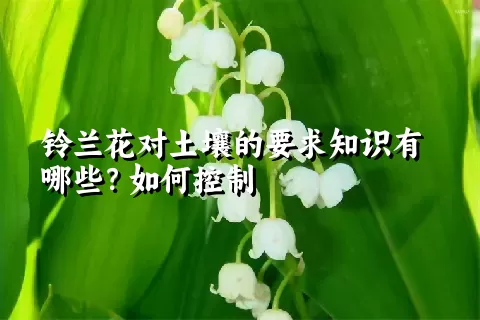 铃兰花对土壤的要求知识有哪些？如何控制