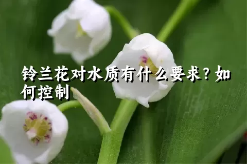 铃兰花对水质有什么要求？如何控制