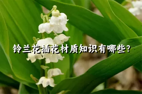 铃兰花插花材质知识有哪些？