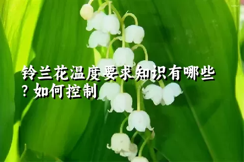 铃兰花温度要求知识有哪些？如何控制