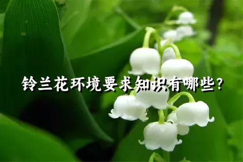 铃兰花环境要求知识有哪些？