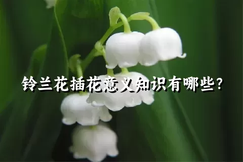 铃兰花插花意义知识有哪些？