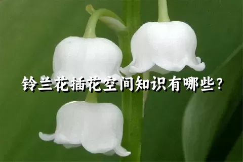 铃兰花插花空间知识有哪些？