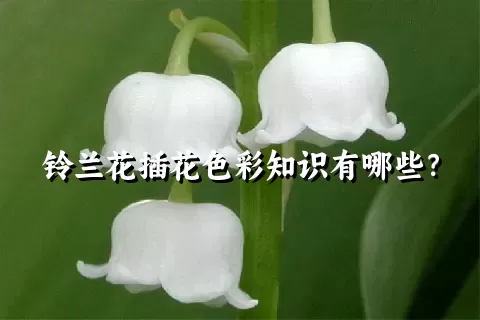 铃兰花插花色彩知识有哪些？