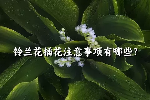 铃兰花插花注意事项有哪些？