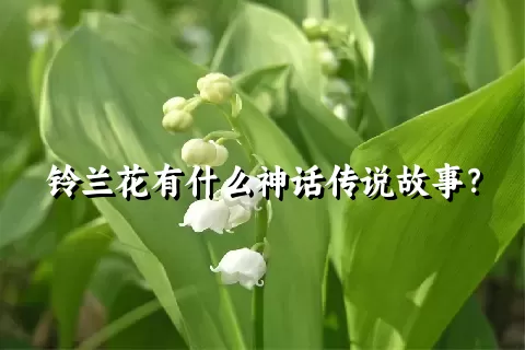 铃兰花有什么神话传说故事？