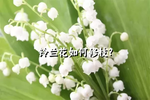 铃兰花如何修枝？