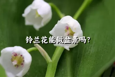 铃兰花能做盆景吗？