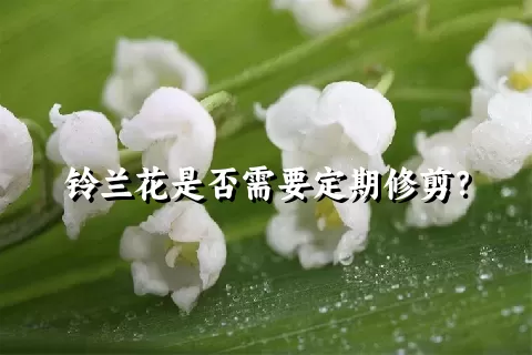 铃兰花是否需要定期修剪？