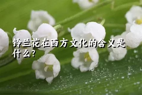 铃兰花在西方文化的含义是什么？