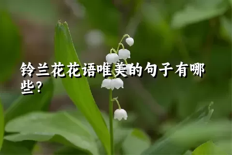 铃兰花花语唯美的句子有哪些？