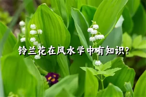 铃兰花在风水学中有知识？