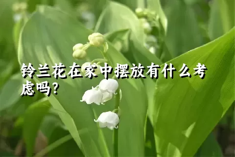 铃兰花在家中摆放有什么考虑吗？