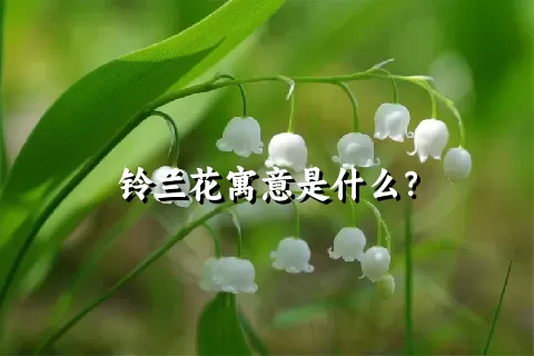 铃兰花寓意是什么？