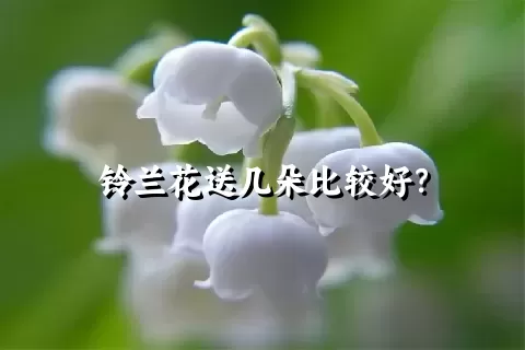 铃兰花送几朵比较好？