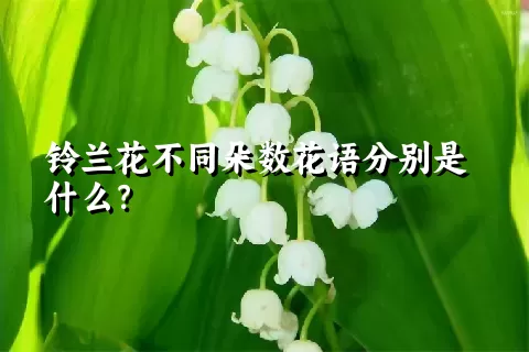 铃兰花不同朵数花语分别是什么？