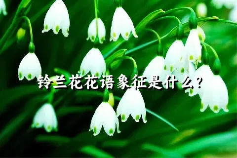 铃兰花花语象征是什么？