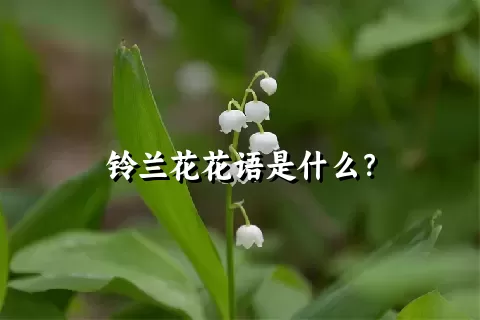 铃兰花花语是什么？