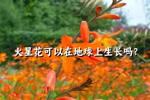 火星花可以在地球上生长吗？