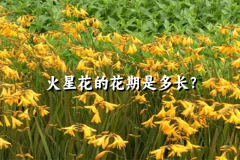 火星花的花期是多长？