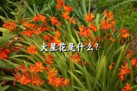 火星花是什么？