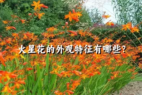 火星花的外观特征有哪些？