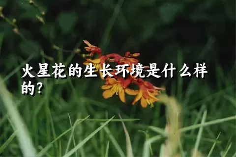 火星花的生长环境是什么样的？