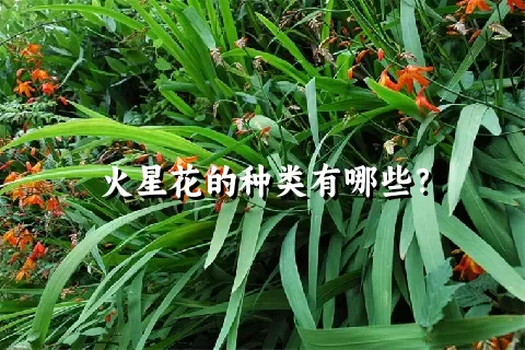 火星花的种类有哪些？