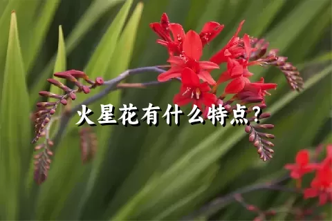 火星花有什么特点？