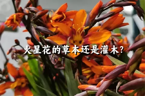 火星花的草本还是灌木？