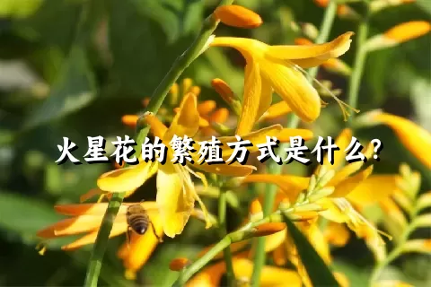 火星花的繁殖方式是什么？