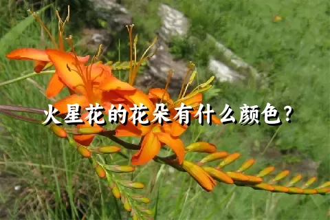 火星花的花朵有什么颜色？