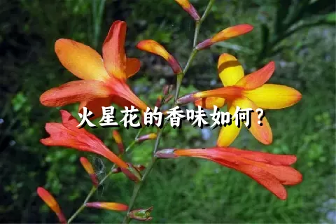 火星花的香味如何？