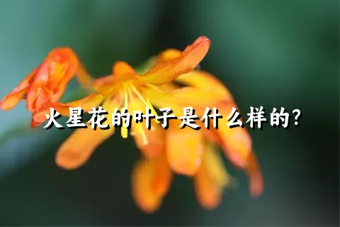 火星花的叶子是什么样的？