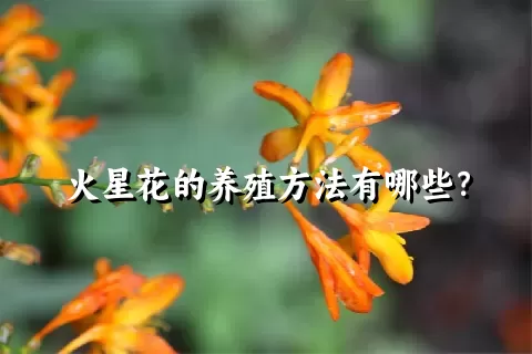 火星花的养殖方法有哪些？