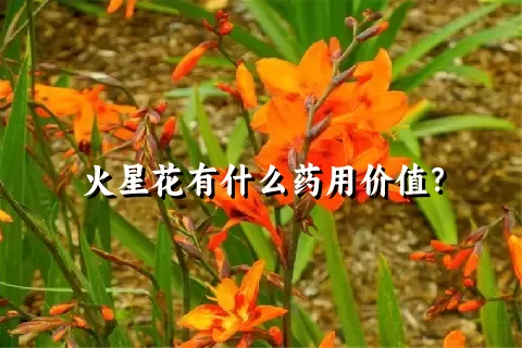 火星花有什么药用价值？