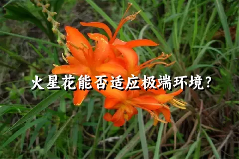 火星花能否适应极端环境？