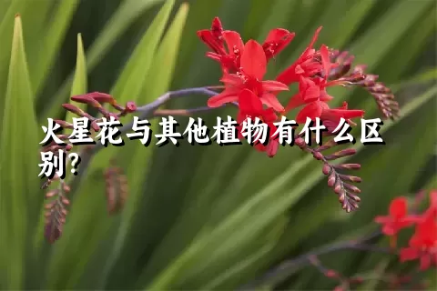 火星花与其他植物有什么区别？