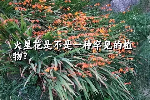 火星花是不是一种罕见的植物？