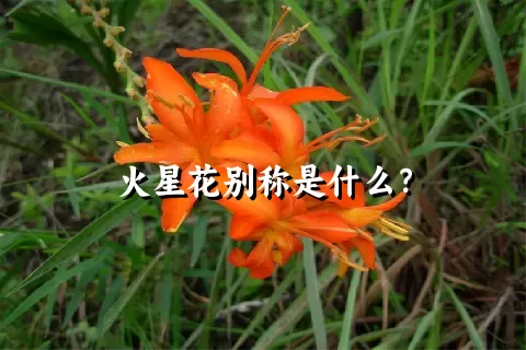 火星花别称是什么？