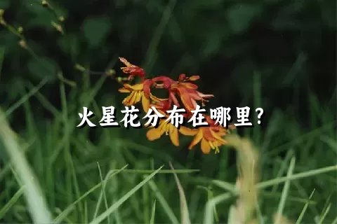 火星花分布在哪里?