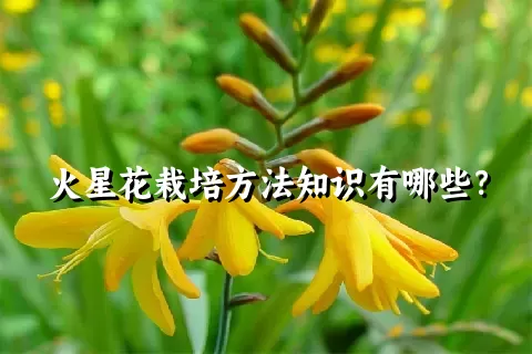 火星花栽培方法知识有哪些？